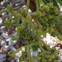 Heliotropium arboreum (Blanco) Mabb.